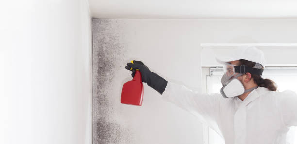 Best Localized Mold Remediation (e.g., coastal areas, humid climates) in Pine Knot, KY